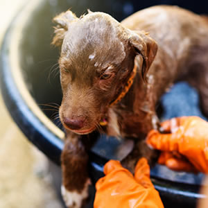 How to groom your dog at home 